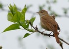 Picture for song 'Nightingale' by artist 'Valerie Lynn'