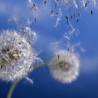 Picture for song 'Blow' by artist 'wecryholy'