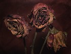 Picture for song 'dead flowers ta my exs.mp3' by artist 'young lunatic'
