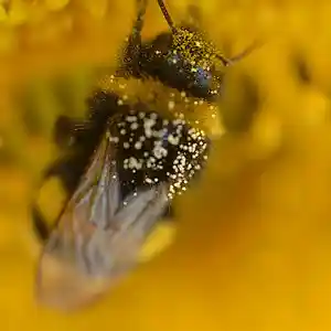 Picture for song 'Bee MORIZMATIK.COM' by artist 'Morizmatik'