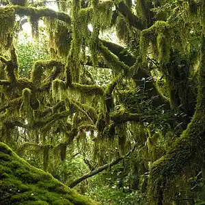 Picture for song 'Bosque herreno (master)' by artist 'Alfonso Baro'