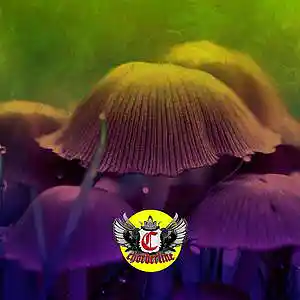 Picture for song 'MUSHROOM (Burna Boy Type Beat)' by artist 'Chorderline'
