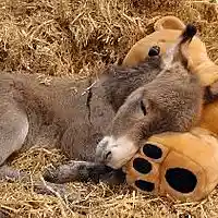 Picture for song 'Deep Floyd 57-1 NoTe Piano' by artist 'Jammer59'