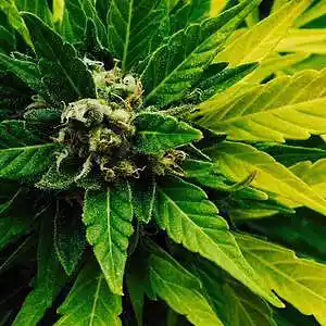 Picture for song 'God's Green Earth ((Stereo))' by artist 'Johanna Renfro'