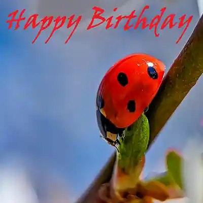 Picture for song 'Happy Birthday' by artist 'Sean Ferree'