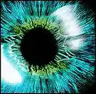 Picture for song 'Blue Iris Walls' by artist 'Mystery Mike'