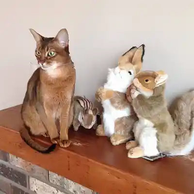 Picture for song 'Animal Holocaust 'n'to War' by artist 'Al Dionisio'