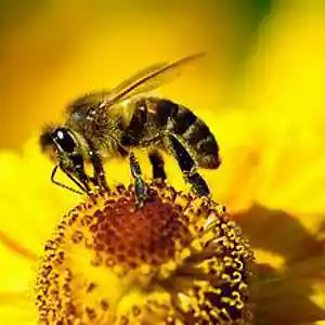 Picture for song 'BOSS ME 80 IBANEZ LENNY BREAU' by artist 'mcmakktenicetxtheprince'