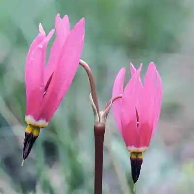 Picture for song 'Two Old Flames' by artist 'Michael Duane Ward'