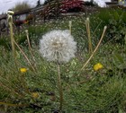 Picture for song 'Concerto For Orchestra (or a Bipolar one)' by artist '7StringJazz'