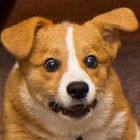 Picture for song 'Fall back in line' by artist 'Andreas Petersson'