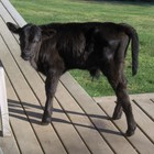 Picture for song 'God's Country Morn' by artist 'Andybob's Country Music'