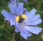 Picture for song 'Vincent' by artist 'Beppe Capozza'