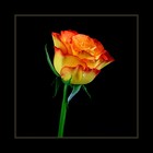 Picture for song 'She My Sunshine Produced By Vixen' by artist 'BlazinFaze'