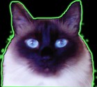 Picture for song 'The Curious Cat Theme' by artist 'Boero Terlizzi'