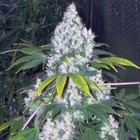 Picture for song 'Hot high hour' by artist 'Crystal Trees'