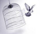 Picture for song 'Fly - by Dan Pharoah' by artist 'Dan Pharoah'