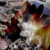 Picture for song 'Illusions' by artist 'Dark Enchantment'