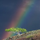 Picture for song 'Seasons of the Fig Tree' by artist 'Divine Purpose'