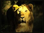 Picture for song 'jungle lion mix' by artist 'DJ CLARKY STGC'