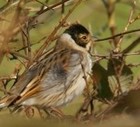 Picture for song 'Bruant des roseaux - Common Reed Bunting' by artist 'dombes'