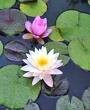 Picture for song 'Reflections at Kriya Temple' by artist 'Drew Man'