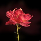 Picture for song 'Love And Glory - Major Prod' by artist 'Drum Major'
