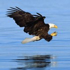Picture for song 'The Eagle's Whistle' by artist 'Ed Rio'