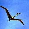 Picture for song 'Pterodactyl In The Morning Dawn' by artist 'Emu Stampede'