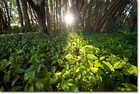 Picture for song 'Garden' by artist 'Faro Lounge'