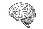 Picture for song 'floz-brain' by artist 'Floz'