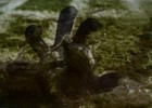 Picture for song 'Culmination of the obvious (Intrumental)' by artist 'ForeverGrasping'
