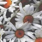 Picture for song 'MF MONI - Granted Another Sunrise' by artist 'Formally known as Moni'