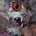 Picture for song 'Dead Cat' by artist 'Gelatin Telephone'