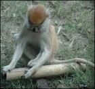 Picture for song 'The Engram Bank' by artist 'George F O'Neil Sr.'