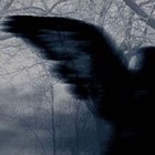 Picture for song 'Flight plusdrums' by artist 'Guitarnine'