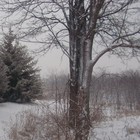 Picture for song 'Chinese/Reed Flutes Dance (harp 9)' by artist 'Harpware'