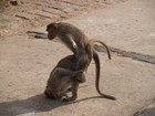 Picture for song 'Primal Instincts' by artist 'jenerator'