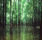 Picture for song 'Boggy Waters' by artist 'Jered Caywood'