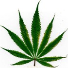 Picture for song 'Legalize It(2009)' by artist 'J-Factor'