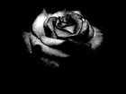 Picture for song 'Lizard - Smell the Roses' by artist 'Jimmy the Lizard'