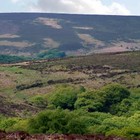 Picture for song 'Bracken for my bed' by artist 'Keith and Co'