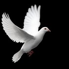 Picture for song 'JUSTIFIED TRUTH TAGGED BEAT' by artist 'KING K MUSIC'