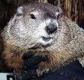 Picture for song 'PUNXSUTAWNEY PHIL' by artist 'Kurt Lewis Neufer'