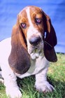 Picture for song ''You Better Love My Mama & My Dog'' by artist 'Lynn Orloff'