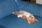 Picture for song 'Corgi Bukkake' by artist 'Metaform'