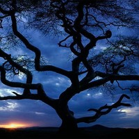 Picture for song 'Fantasy 1995 mo.4' by artist 'Michael Palmieri'