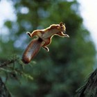 Picture for song 'Hunting or Running - Action/Comic' by artist 'Michel Barbaro'