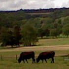 Picture for song ''Without Voices' Collaboration' by artist 'Nadia Cripps'