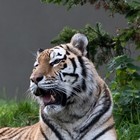 Picture for song 'Eklai ho Ayo' by artist 'Nepz YBT PRODUCTION'